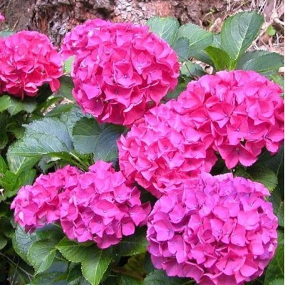 Саженцы Гортензии "Альпенглюхен": фото и описание сорта